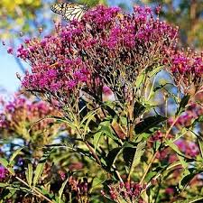 Image result for Vernonia zanzibarensis