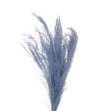 Image result for Agrostis products