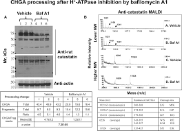 a common genetic variant in the 3 utr of vacuolar h atpase