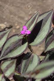 It can be used inside as a houseplant and air purifier, outside in containers, or as a ground cover, or in a hanging basket. Wandering Jew Pink Flower Latin Name Tradescantia Zebrina Stock Photo Picture And Royalty Free Image Image 108392286