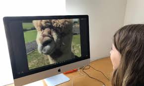 Shawnee county woman says loose dogs attacked and killed her pet goats by ksnt news 10 months ago 47 seconds 139 views. It Started As A Joke The Animal Zoom Calls Delighting A Locked Down Public Zoom The Guardian
