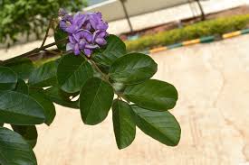 Image result for Millettia