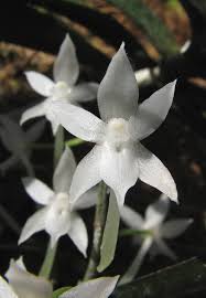 Image result for Aerangis ugandensis