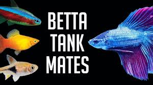 Compatible Tank Mates For Betta Fish Youtube
