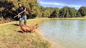 Advice when buying a american pit bull terrier. Blue Nose Pitbull Puppies For Sale Blue Pitbull Red Pitbulls