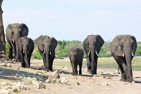 Join us for our next Cornell Equine Seminar: "Let's take a closer look:  endoscopy in veterinary medicine," presented by Dr. Eileen Hackett,  professor of large animal surgery at #CornellVet, who will talk