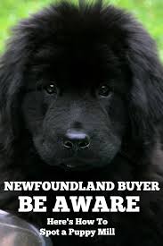 If you are looking for newfoundland puppies for sale, you have chosen a dog with a long history. Newfoundland Buyer Be Aware Here S How To Spot A Puppy Mill My Brown Newfies