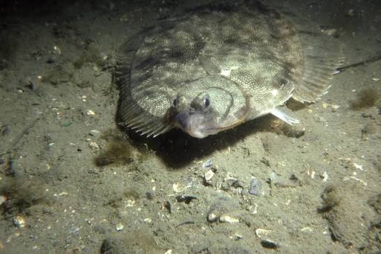 WINTER FLOUNDER — Save Coastal Wildlife