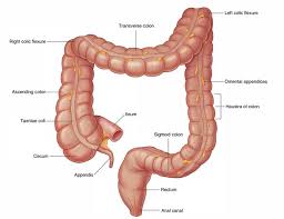 The stoma is usually put to the right of your tummy. Easy Notes On Ileum Learn In Just 4 Minutes Earth S Lab