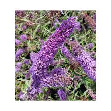 Image result for Komule empire blue