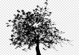 Gambar pohon beringin hitam putih. Ranting Hitam Dan Putih Pohon Cdr Daun Png Pngegg