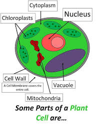 Cell 5 Plant Cell Activities For Kids Plant Cell Project Ideas For Kids Fey Easy And Simple Photo Plant Cell Project Cells Project Plant Cell Activity