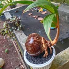 Tapi kini berkat ide kreatif para penyuka tanaman hias, muncullah bonsai dari kelapa. Tanaman Hias Bonsai Kelapa Kuning Terbaru Agustus 2021 Harga Murah Kualitas Terjamin Blibli