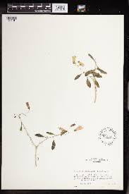 Image result for Kalanchoe hametiorum