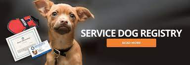 Free service dog registration canada. Service Dog Rules For Staying In Hotels Service Dog Certifications