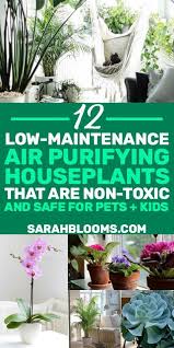 With blooms that produce sweet smelling nectar, it's a good thing these. 20 Air Purifying Houseplants Safe For Dogs And Cats Sarah Blooms Plants Air Purifying Plants Indoor Plants