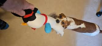 Flower will be at adoption day today 210 Route 206 in Hillsborough NJ 12 to  3. Sweet Flower is still waiting for her forever home. Adoption day with  all the noise, people