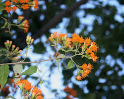 Image result for Distephanus divaricatus