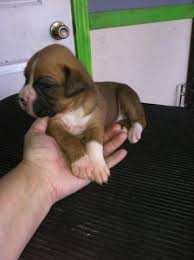 Boxer puppies for sale in michigan, usa, page 1 (10 per page) puppyfinder.com is your source for finding an ideal boxer puppy for sale in michigan, usa area. Akc Boxer Pups Only Females Lwft For Sale In Howell Michigan Classified Americanlisted Com