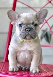French bulldog puppies sale online now. Pin By Dea On Mi Mascota French Bulldog Puppies French Bulldog Bulldog Puppies