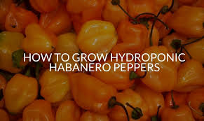The first tip has to do with where you grow. How To Grow Hydroponic Habanero Peppers Complete Guide Soak And Soil