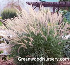 It is also quick to establish in the landscape and is quite drought tolerant. Karley Rose Pennisetum Greenwood Nursery