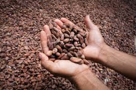 Resultado de imagen de fotos intermon cacao