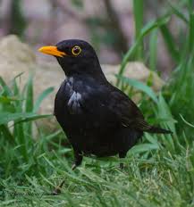 Blackbird By Philippe Picton 500px Vogel Im Garten Tiere Amsel