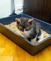 We love that natural cat litters are biodegradable, and you can even compost them. Idea For Alternative Cat Litter Green Homes Mother Earth News