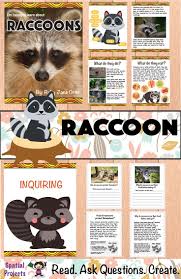 Raccoon Forest Animal Inquiry Based Learning Includes Lapbook Making Guide Craft Pattern Worksheets Reading Passages Nonfiction Raccoon Raccoon Craft