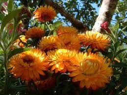 Image result for Helichrysum setosum