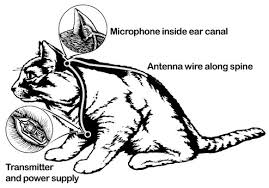The anatomy of the domestic cat is similar to that of other members of the genus felis. The Cat S Out Of The Bag So Declassify It Already Unredacted