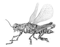 Black And White Insect Photos Grasshopper Pencil Drawing Black And White Insect Sketch Observational Drawing Pencil Drawings Cool Pencil Drawings
