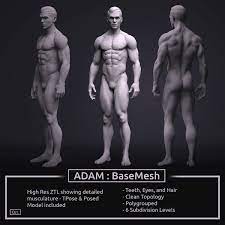 Sexual anatomy that's typically called male includes your penis and scrotum (external male genitalia) and internal reproductive organs like the testicles. Mannliches Basemesh Adam Ztool 4r8 3d Modell Turbosquid 1277873
