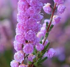 Image result for Calluna vulgaris