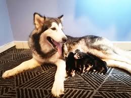 See more of husky puppy for sale malaysia on facebook. Puppies For Sale Negeri Sembilan