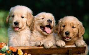 Check The Best Collection Of Dog Backgrounds Free Download For Desktop Laptop Tablet And Mobile Device You C Dog Background Dog Wallpaper Cute Dog Wallpaper