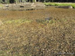 Image result for Stuckenia