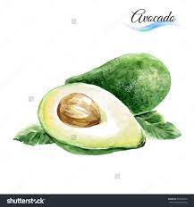 光栅的版本 水彩水果鳄梨孤立在白色背景 食品及饮料 物体 海洛创意 hellorf shutterstock中国独家合作伙伴 正版素材在线交易平台 站酷旗下品牌