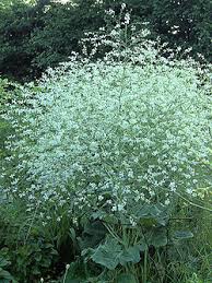 Image result for Crambe kilimandscharica