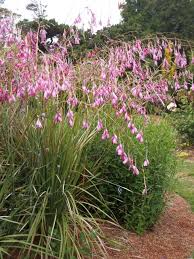 Image result for Dierama