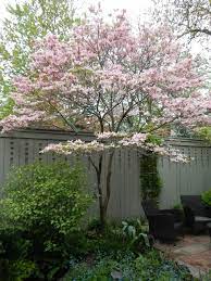 Upright or flowering trees bring the focal point up and away from. 10 Trees That Work In A Small Garden Houzz Ie