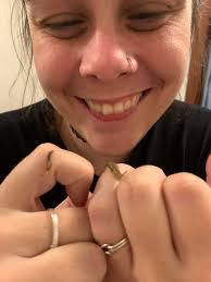 Slug and snail appreciation in New Zealand