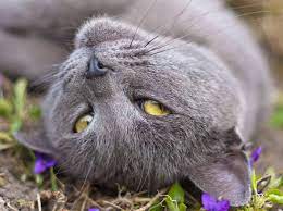 Der begriff zweites jahr bedeutet, dass das tier sich in dem frühling, der auf das geburtsjahr folgt, das. Ab Welchem Alter Sind Katzen Geschlechtsreif