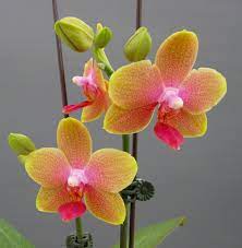 Miniature Orchids Orchid Flower Types Of Orchids Orchids