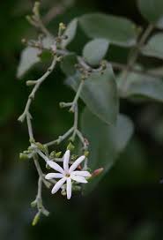 Image result for Jasminum fluminense