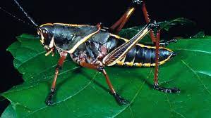 Yellow with red and black markings, it's the only one of the 70 species of grasshoppers. Garden Help Best To Control Lubbers While You Still Can