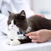 Photos, address, and phone number, opening hours, photos, and user reviews on yandex.maps. Affordable Veterinarian Merrillville In Broadway Pet Hospital