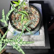 Image result for Adenia kirkii