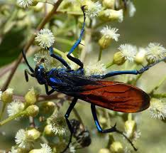 Great black wasps are so large and fly so erratically around the backyard, it makes you want to keep your distance. New Mexico State Insect Tarantula Hawk Wasp